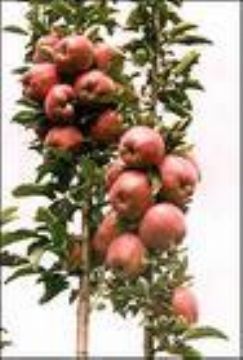 Apple Extract